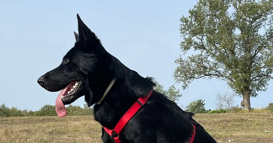 Il cane aspetta