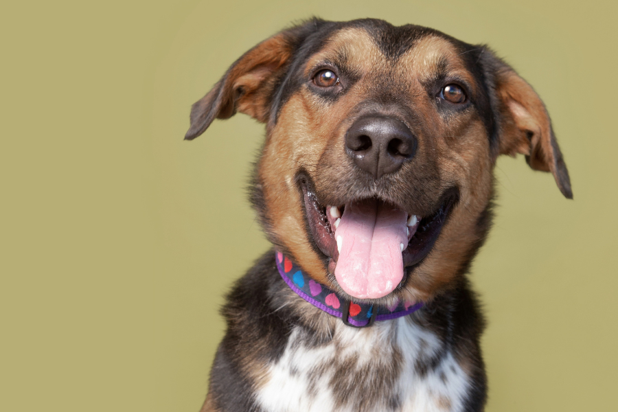 cane adolescente