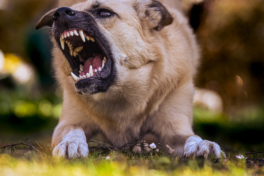 corsi cane aggressivo