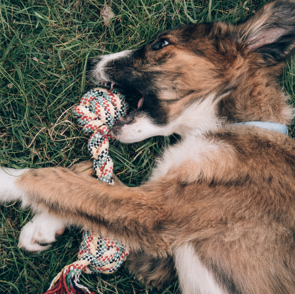 corso cane adolescente